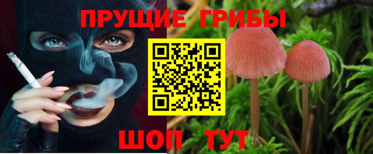 Галлюциногенные грибы Psilocybine cubensis Подольск